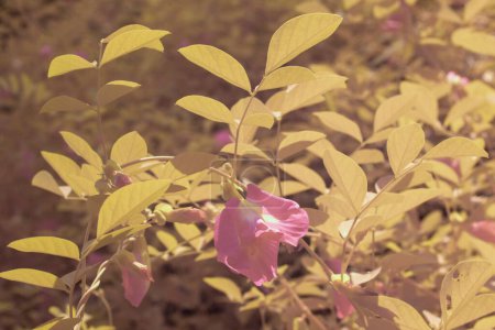 Infrarotbild von rosa Schmetterlingserbsenblumen, die um die wilde buschige Wiese herum wachsen.  