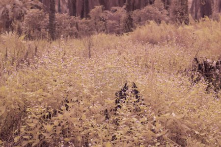 Téléchargez les photos : Image infrarouge d'une prairie remplie de minuscule herbe ageratum conyzoides. - en image libre de droit