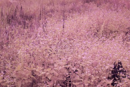 infrared image of meadow filled with tiny ageratum conyzoides weed.