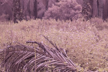 image infrarouge d'une prairie remplie de minuscule herbe ageratum conyzoides.