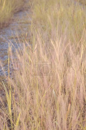 imagen infrarroja de hierba fuente rosa tupida en el prado salvaje.