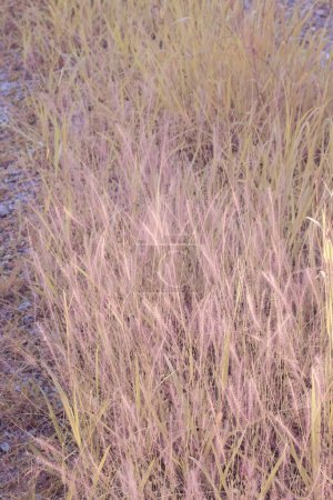 infrared image of bushy pink fountain grass in the wild meadow.