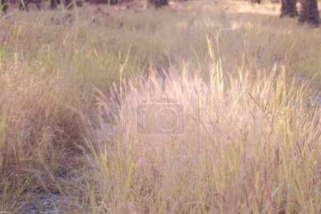 image infrarouge de l'herbe rose buissonnante fontaine dans la prairie sauvage.