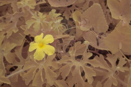 Infrarot-Aufnahme von momordica charantia gelben Blüten, die um die wilde buschige Wiese herum wachsen.