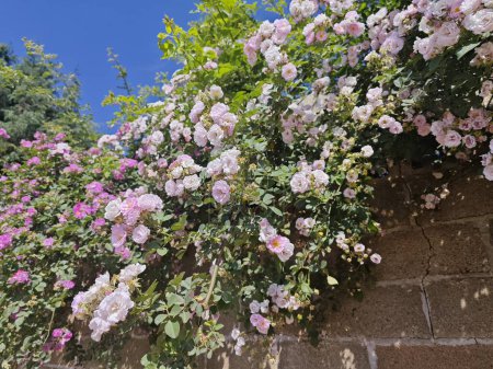 Foto de The pink china miniature rose tree by the wall. - Imagen libre de derechos