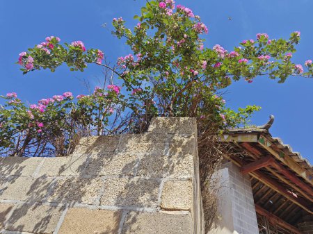 Der rosa Porzellanminiaturrosenbaum an der Wand.