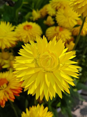 colorful meadow of yellow and pink paper daisies flower.