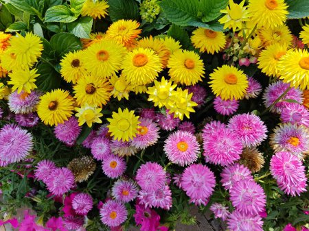 prado colorido de flores de margaritas de papel amarillo y rosa.