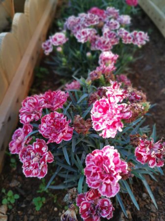 beautiful blossom Dianthus caryophyllus flower in the garden.