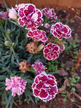 beautiful blossom Dianthus caryophyllus flower in the garden.