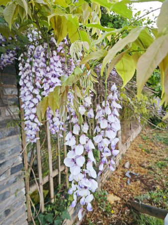 pendaison wisteria sinensis fleurs vigne.