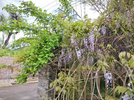 colgante wisteria sinensis flores vid árbol.
