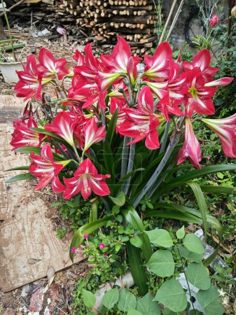a bunch of red amaryllis flower in the meadow.