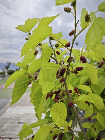 looking at mulberry fruits bearing around the branch.