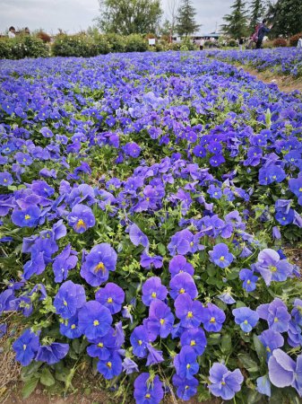 fleur de pansy bleue poussant sur le terrain.