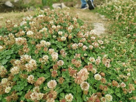 Trifolium repens el trébol blanco es una planta herbácea perenne.