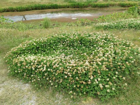 Trifolium repens Weißklee ist eine krautige Staude.