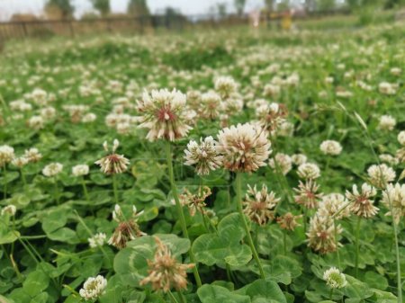 Trifolium repens the white clover is a herbaceous perennial plant.