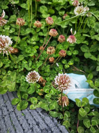 Trifolium repens the white clover is a herbaceous perennial plant.