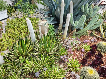 regardant vers le bas sur la belle crassula et le jardin de plantes d'intérieur de cactus.