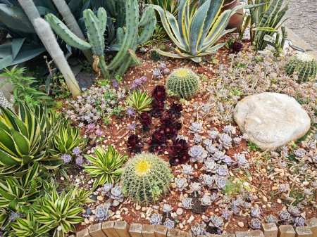 Foto de Mirando hacia abajo en el hermoso jardín de crassula y cactus houseplant. - Imagen libre de derechos