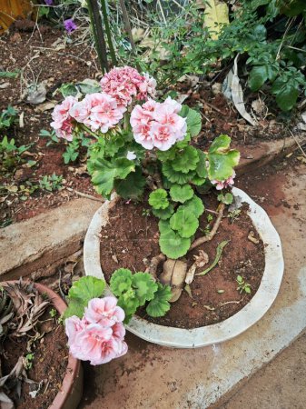 Foto de Hermosa flor Pelargonium zonale flor en las macetas. - Imagen libre de derechos