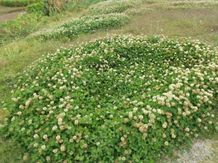 Trifolium repens le trèfle blanc est une plante herbacée vivace.