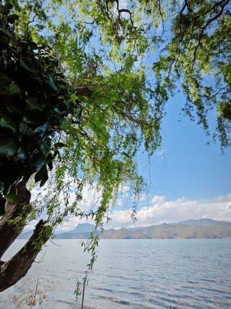 Salix babylonica árbol de hojas curvas junto al lago.