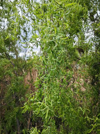 Salix babylonica kurviger Blätterbaum am See.