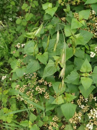 bushes of wild tiny ageratina adenophora weed.