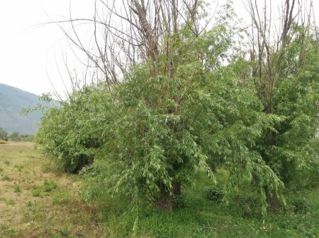 Téléchargez les photos : Buissonnant salix viminalis arbre feuillu dans la prairie. - en image libre de droit