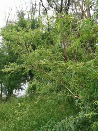 buschiger salix viminalis belaubter Baum auf der Wiese.