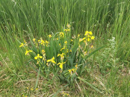 Wilde Wiese Iris pseudacorus Blume am Teich.