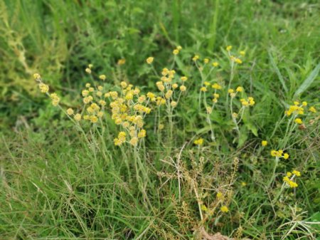 Büsche der wilden, winzigen gelben Helichrysum-Arenarium-Pflanze.