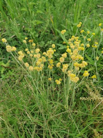 buissons de sauvage minuscule plante arénarium Helichrysum jaune.