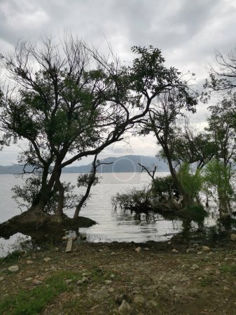 Téléchargez les photos : Salix babylonica arbre végétal trouvé le long du lit du lac d'eau douce. - en image libre de droit