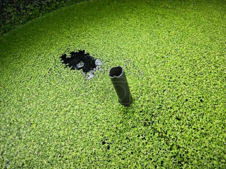 Téléchargez les photos : Green tiny algae fungus grass floating on the surface of the water - en image libre de droit