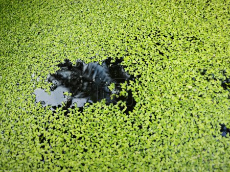 Téléchargez les photos : Green tiny algae fungus grass floating on the surface of the water - en image libre de droit