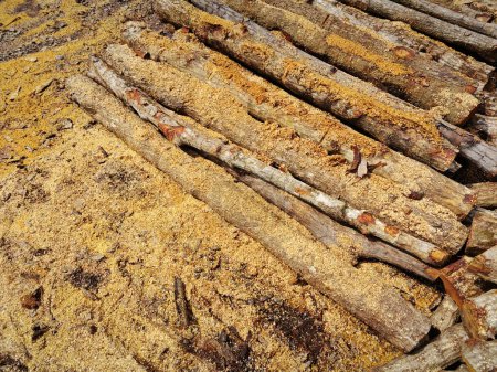 bloques de tronco de manglar colocados fuera del campo de la fábrica de carbón.