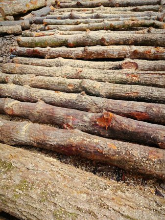 blocks of mangrove log laying outside the charcoal factory field. 