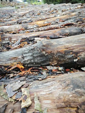 bloques de tronco de manglar colocados fuera del campo de la fábrica de carbón. 
