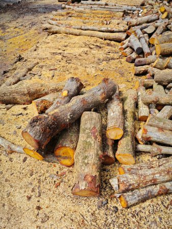 blocks of mangrove log laying outside the charcoal factory field. 