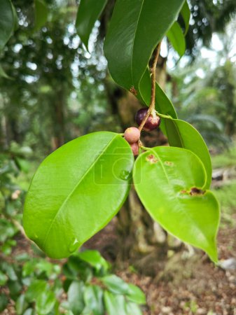 Zweige des grünen Ficus microcarpa-Obstbaums.