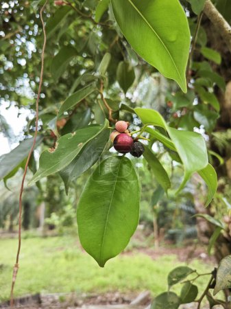 Foto de Ramas del árbol frutal ficus microcarpa frondoso. - Imagen libre de derechos