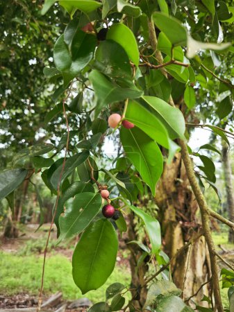 branches of leafy ficus microcarpa fruit tree.