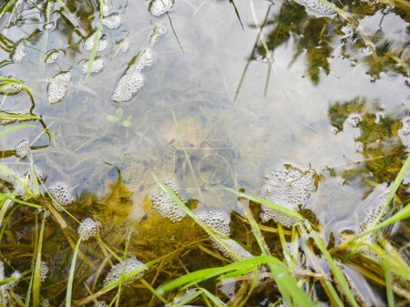 huevos de rana de espuma de burbuja pantanosa y renacuajos en la piscina estancada de agua de lluvia.