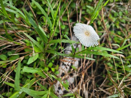 tiny white parasola inkcap mushroom sprouting within a bushes of grass.