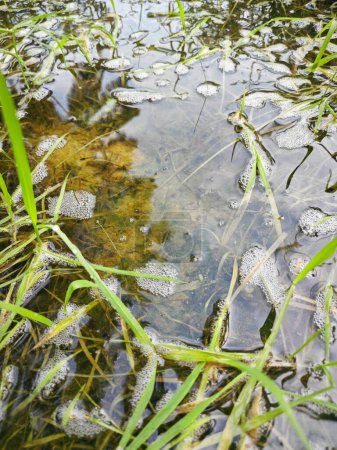 ?ufs de grenouille mousseuse marécageuse et têtards dans la piscine stagnante d'eau de pluie.