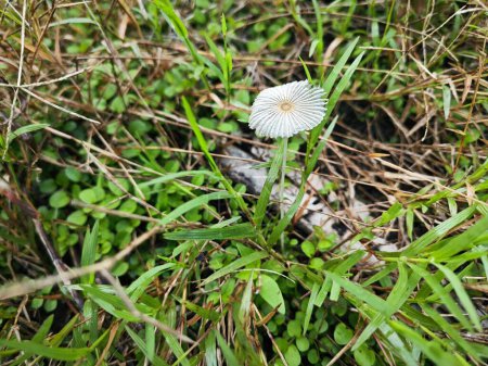 minuscule champignon parasola blanc poussant dans un buisson d'herbe.