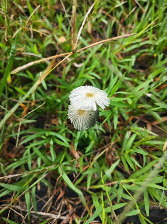 Téléchargez les photos : Minuscule champignon parasola blanc poussant dans un buisson d'herbe. - en image libre de droit